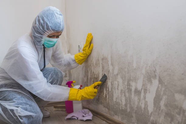 Best HVAC Mold Remediation in Savannah, TX
