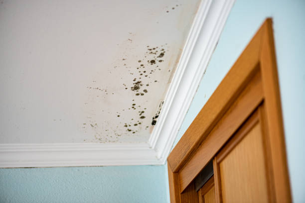 Best Black Mold Remediation in Savannah, TX