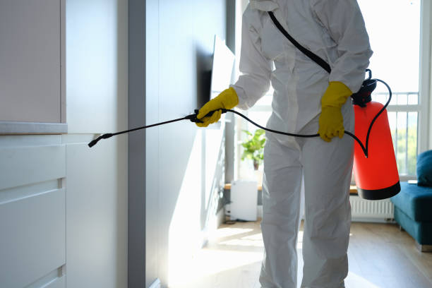 Best DIY Mold Remediation Support Services in Savannah, TX