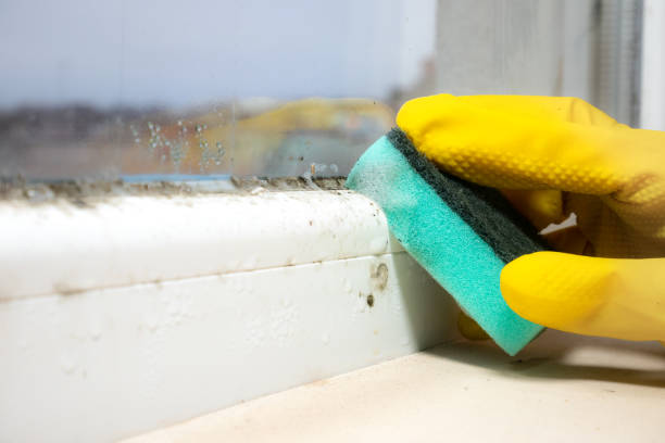 Best Emergency Mold Remediation in Savannah, TX