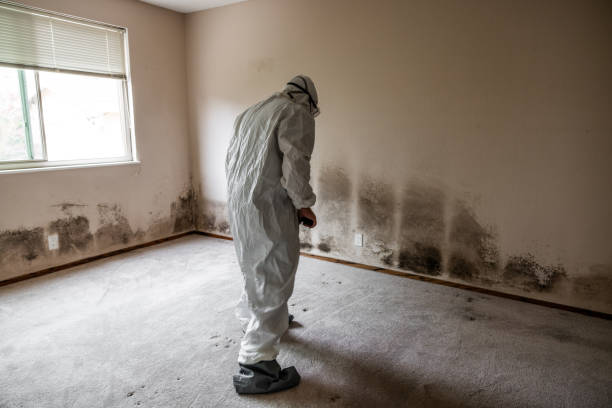 Best Emergency Mold Remediation in Savannah, TX