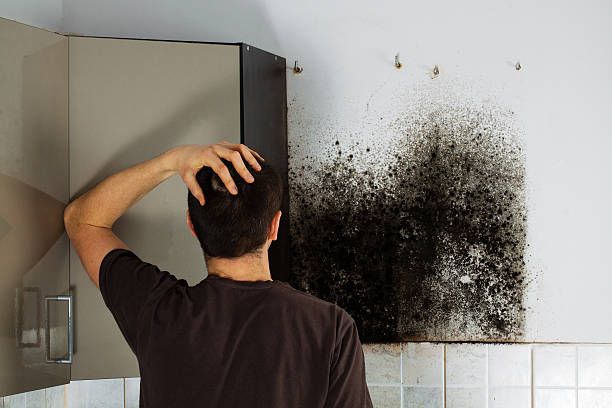 Best Post-Flood Mold Remediation in Savannah, TX