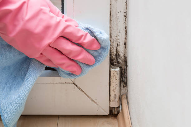 Best Basement Mold Remediation in Savannah, TX
