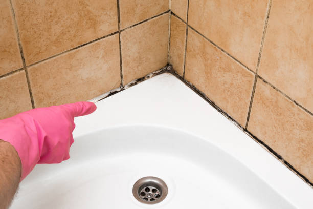 Best HVAC Mold Remediation in Savannah, TX